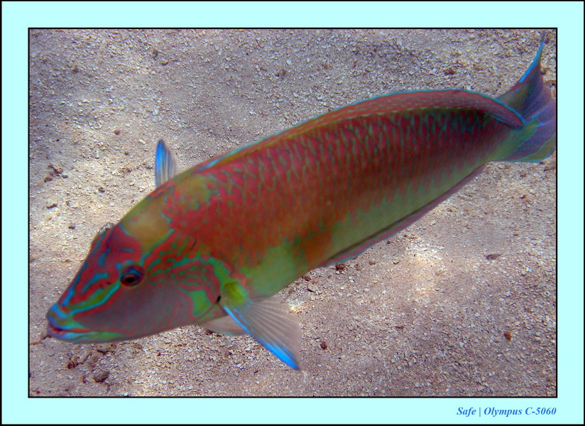 2005 - 11 - Maragogi - parc marin de gales 09.JPG